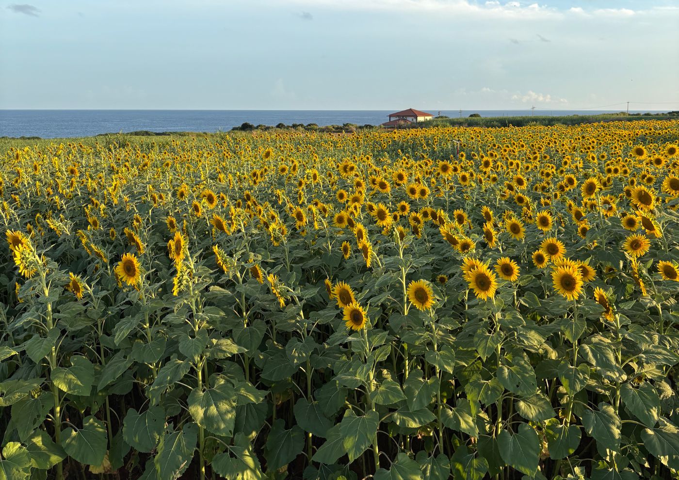 離島で磨かれた直感力と看護の力 ―沖永良部島での半年間