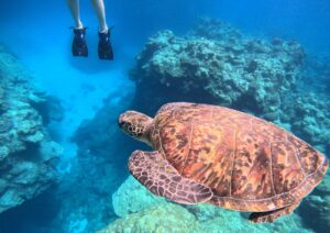 離島で磨かれた直感力と看護の力 ―沖永良部島