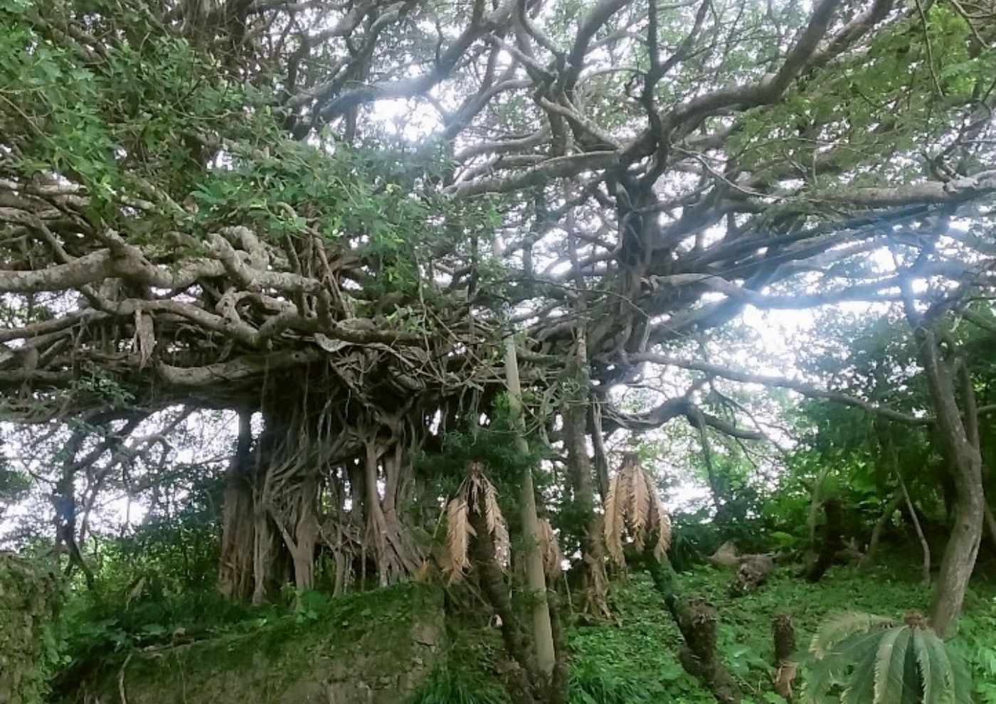 寄り添う看護に出会った島 ― 徳之島での半年間 